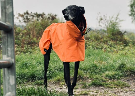 whippet greyhound coat
