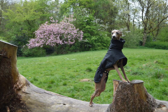 whippet greyhound coat