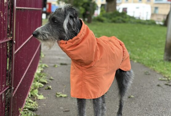 whippet greyhound coat