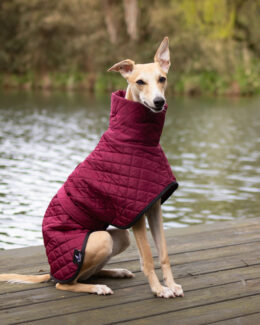 whippet greyhound coat