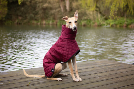 whippet greyhound coat