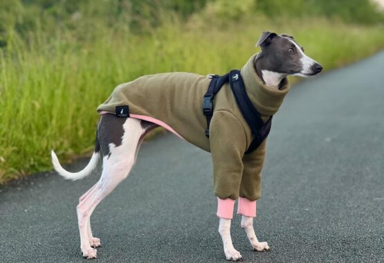 whippet greyhound jumper
