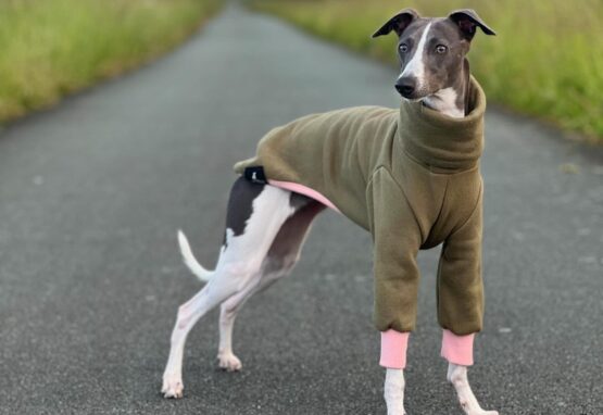 whippet greyhound jumper