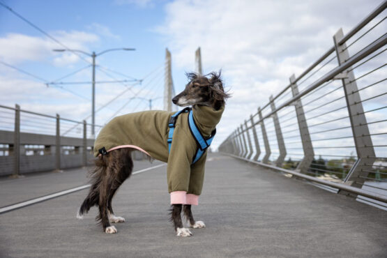 whippet greyhound jumper