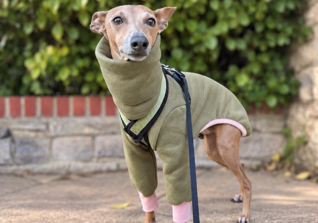 whippet greyhound jumper