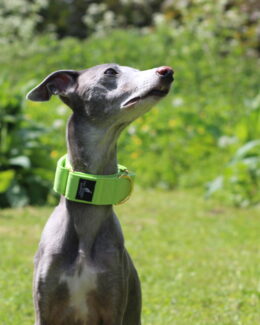 whippet greyhound collar