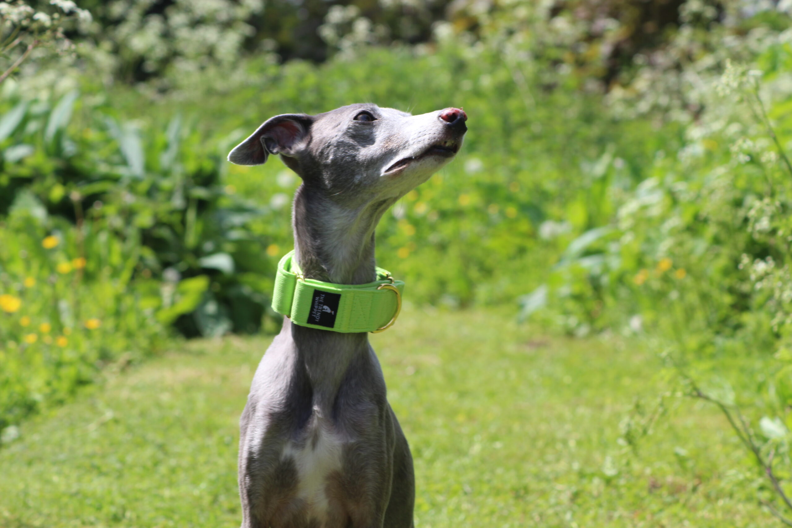 Greyhound green collar online