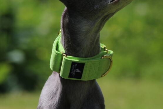 whippet greyhound collar