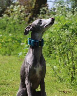 whippet greyhound collar