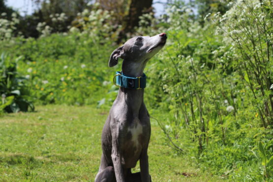 whippet greyhound collar