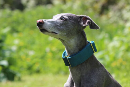 whippet greyhound collar