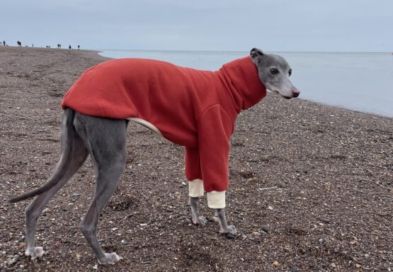 whippet greyhound jumper