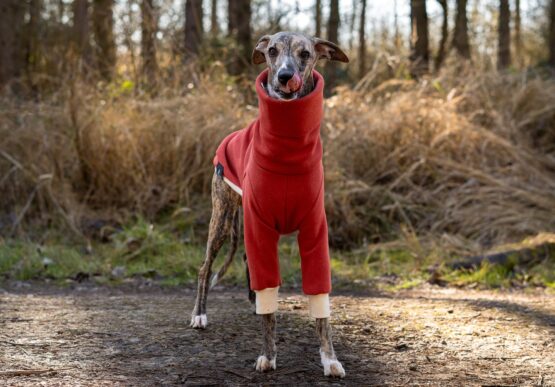 whippet greyhound jumper