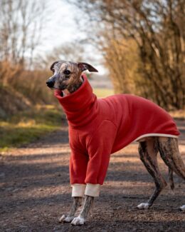 whippet greyhound jumper