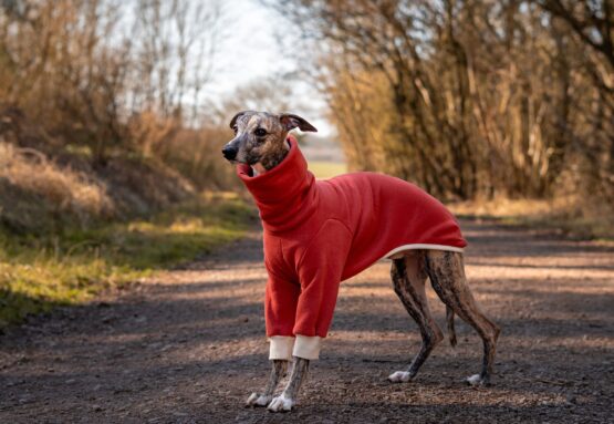 whippet greyhound jumper