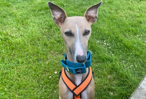 whippet greyhound collar