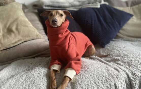whippet greyhound jumper
