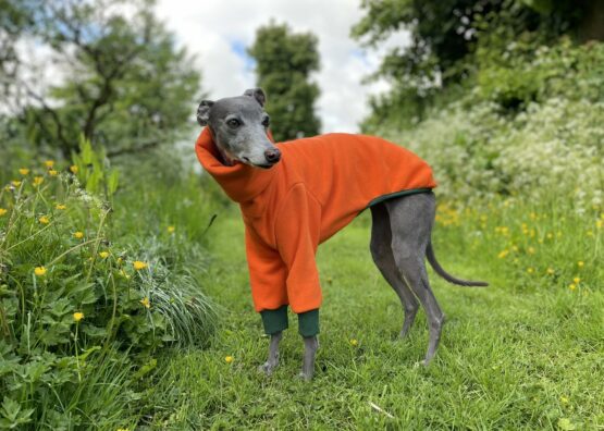 whippet greyhound jumper