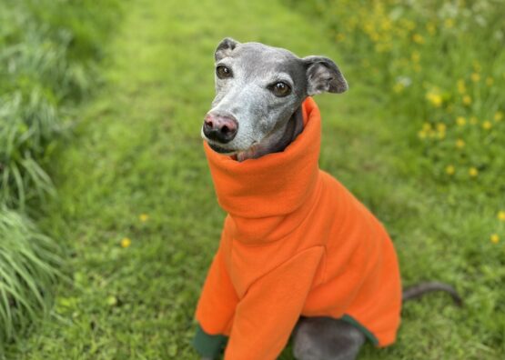 whippet greyhound jumper