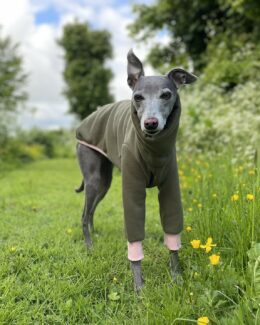 whippet greyhound jumper