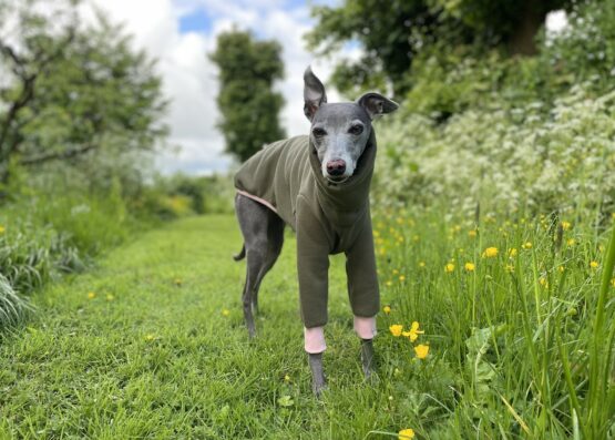 whippet greyhound jumper