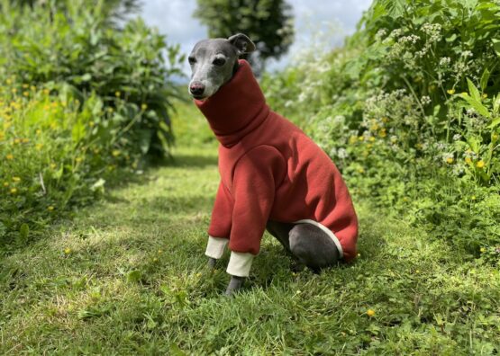 whippet greyhound jumper