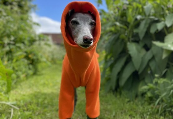 whippet greyhound jumper