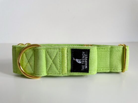 whippet greyhound collar