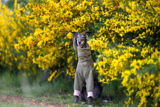 whippet greyhound jumper