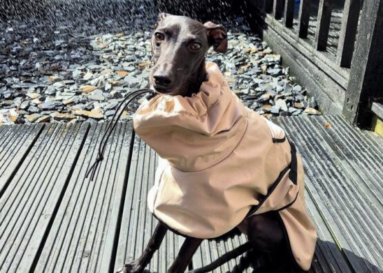 whippet greyhound coat