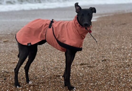 whippet greyhound coat
