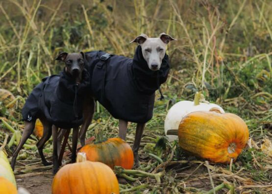 whippet greyhound coat