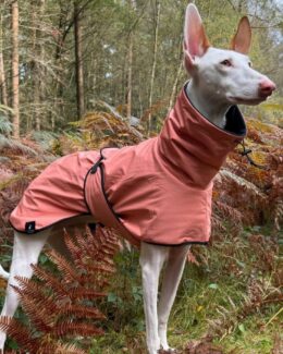 whippet greyhound coat
