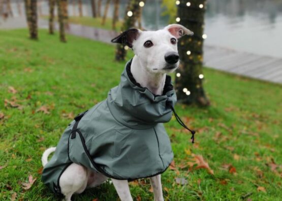 whippet greyhound coat