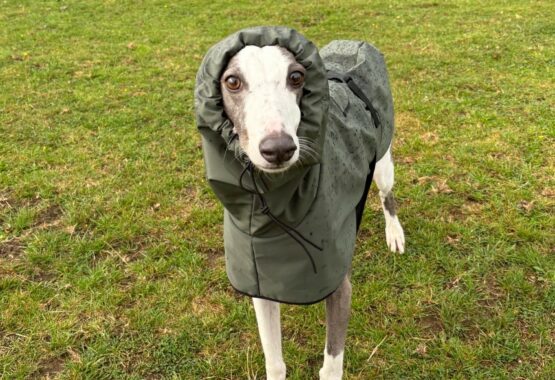 whippet greyhound coat