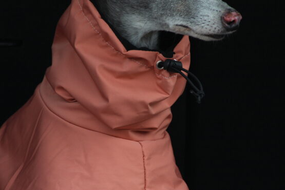 whippet greyhound coat