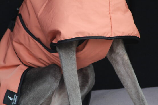 whippet greyhound coat