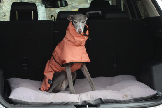 whippet greyhound coat