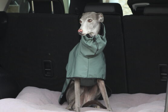 whippet greyhound coat