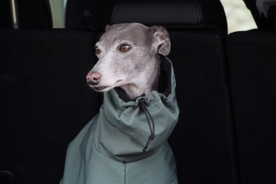 Khaki Whippet Greyhound Waterproof Winter Coat - Image 3