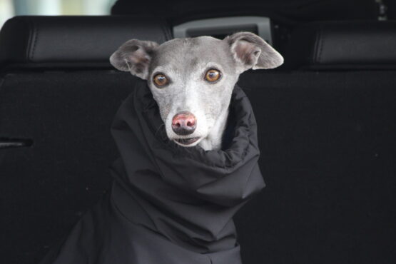 whippet greyhound coat
