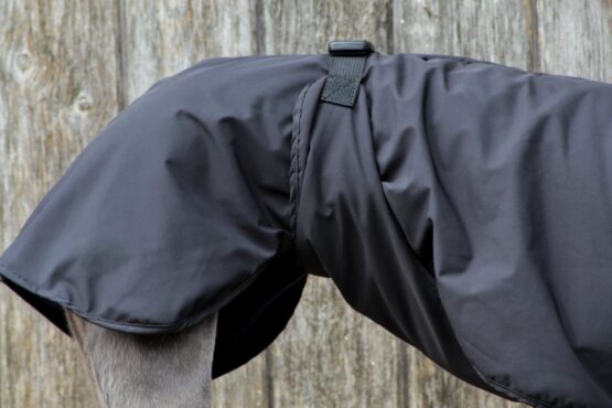 whippet greyhound coat