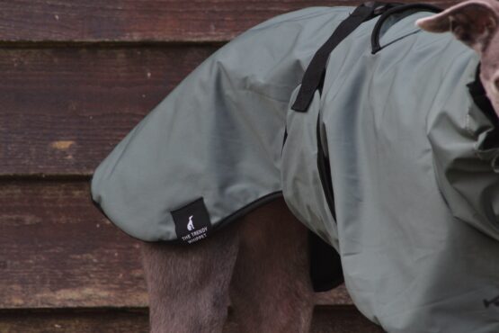 whippet greyhound coat