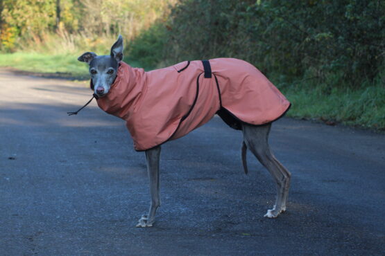 whippet greyhound coat