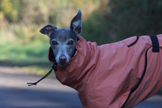 whippet greyhound coat