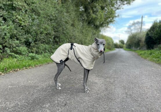 whippet greyhound coat