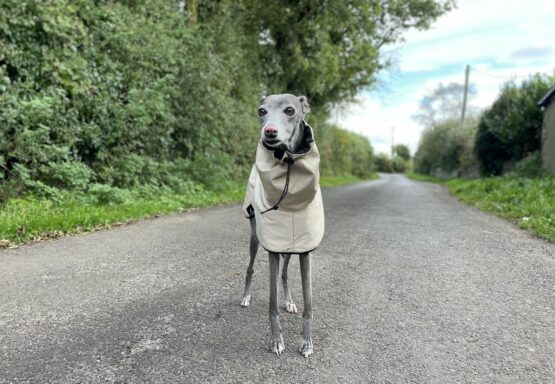 whippet greyhound coat