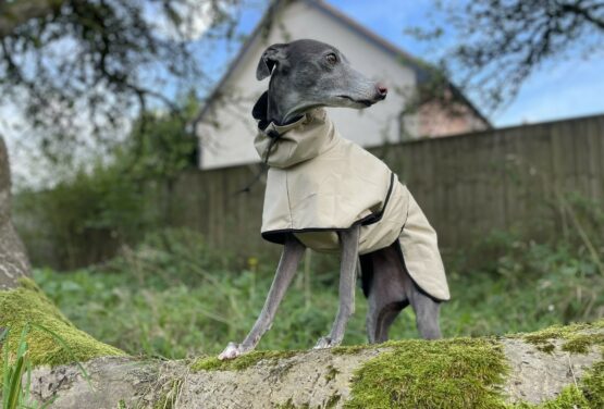 whippet greyhound coat