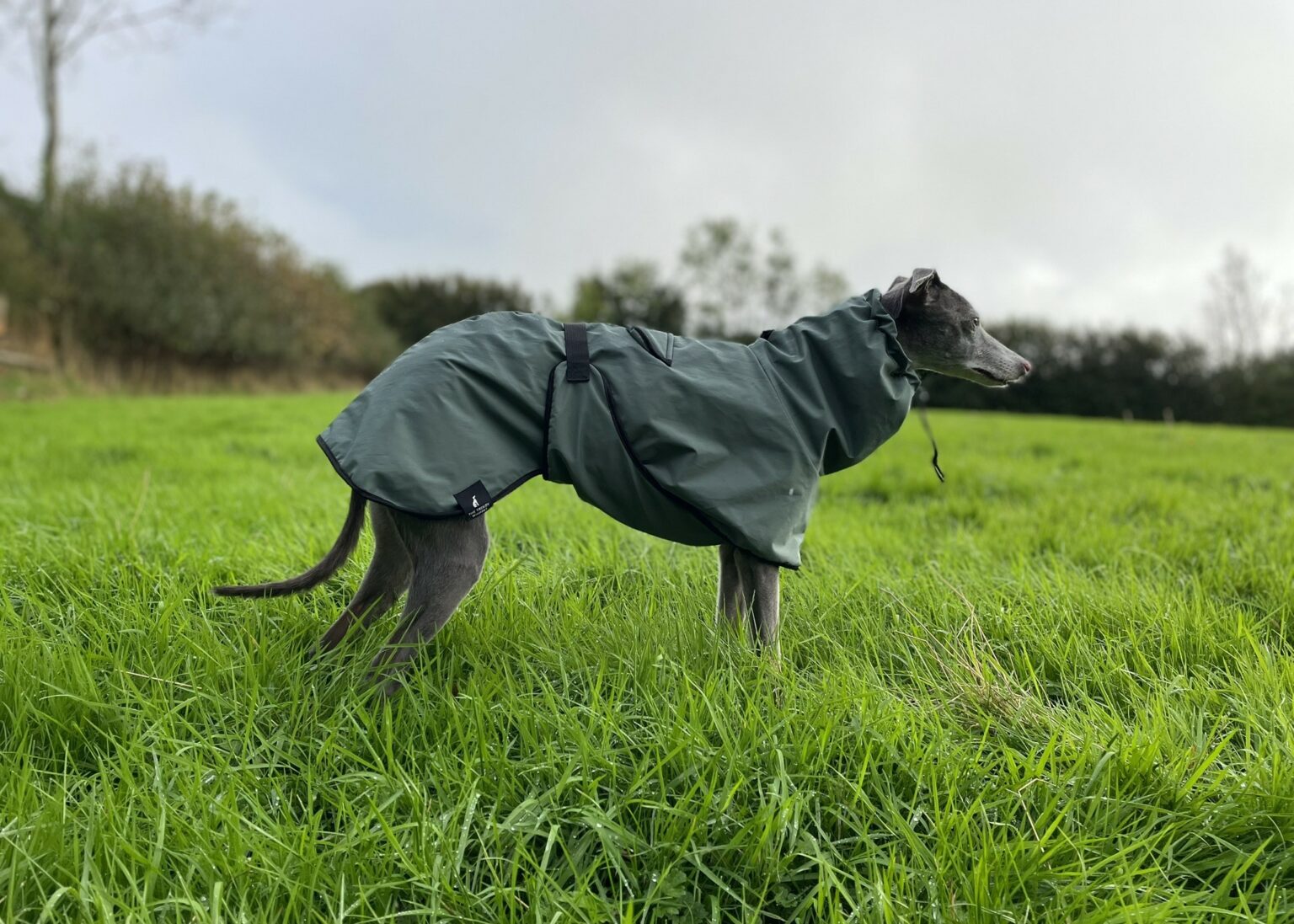 Italian Greyhound Whippet Winter Sport T-Shirt