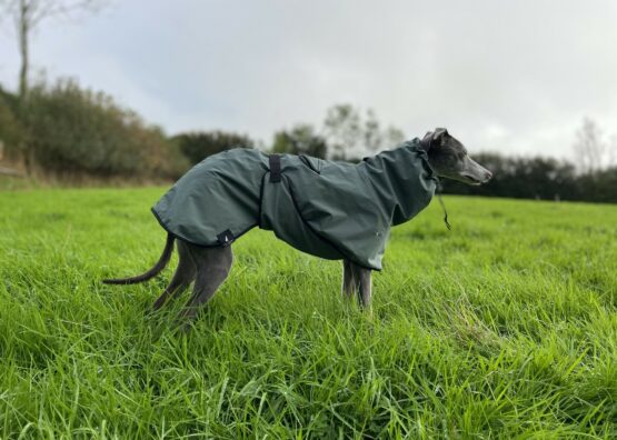 whippet greyhound coat